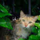 Image for article titled What's being done about all those damn feral cats?